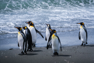 Fototapeta premium Scenery of the King Penguin Habitat in St Andrew's Bay, South Georgia Islands