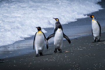 Fototapeta premium Scenery of the King Penguin Habitat in St Andrew's Bay, South Georgia Islands