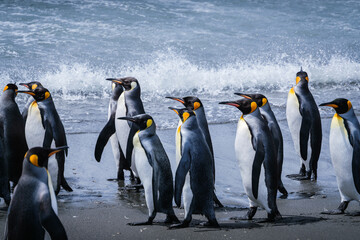 Obraz premium Scenery of the King Penguin Habitat in St Andrew's Bay, South Georgia Islands