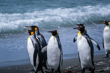 Obraz premium Scenery of the King Penguin Habitat in St Andrew's Bay, South Georgia Islands