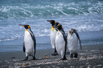 Obraz premium Scenery of the King Penguin Habitat in St Andrew's Bay, South Georgia Islands