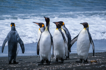 Fototapeta premium Scenery of the King Penguin Habitat in St Andrew's Bay, South Georgia Islands