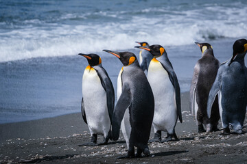 Obraz premium Scenery of the King Penguin Habitat in St Andrew's Bay, South Georgia Islands
