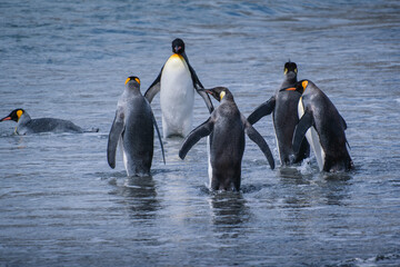 Fototapeta premium Scenery of the King Penguin Habitat in St Andrew's Bay, South Georgia Islands