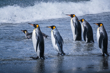 Obraz premium Scenery of the King Penguin Habitat in St Andrew's Bay, South Georgia Islands