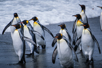 Fototapeta premium Scenery of the King Penguin Habitat in St Andrew's Bay, South Georgia Islands