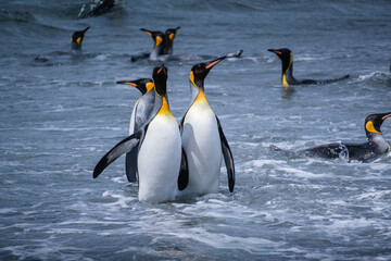 Fototapeta premium Scenery of the King Penguin Habitat in St Andrew's Bay, South Georgia Islands