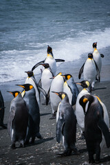 Obraz premium Scenery of the King Penguin Habitat in St Andrew's Bay, South Georgia Islands