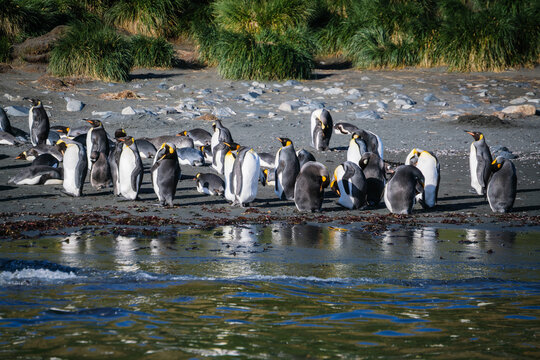 King Penguin Nature in Gold Harbour, South Georgia, UK