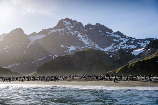 King Penguin Nature in Gold Harbour, South Georgia, UK