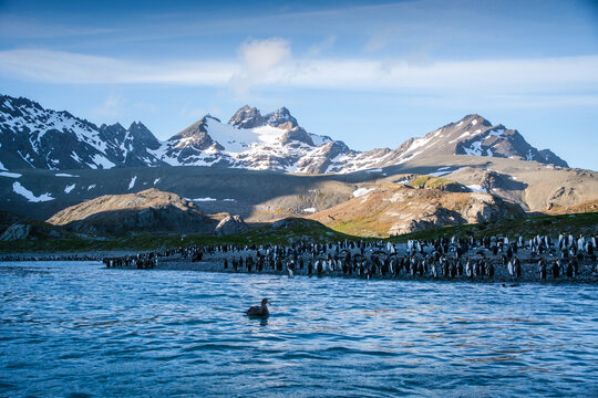 King Penguin Nature in Gold Harbour Bay, South Georgia, UK