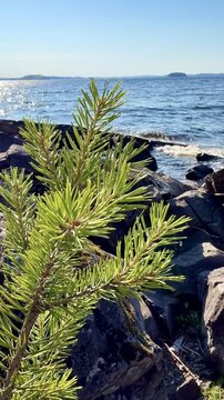 Young Pine Sapling on Rocky Lake Shore