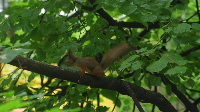 Squirrel on a tree in slow mo