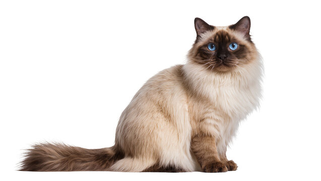 Fluffy Birman cat with blue eyes sitting elegantly, isolated on transparent background