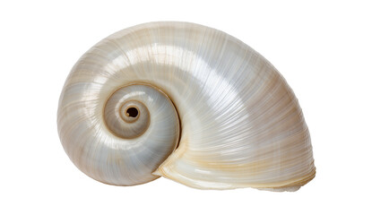 Smooth pearlescent spiral seashell with subtle blue and yellow hues, isolated on transparent background © Maria
