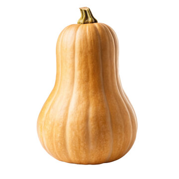 Tall tan butternut pumpkin with elegant elongated bell shape for gourmet autumn soups and Thanksgiving promotions