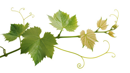 Green grape vine branch with leaves and tendrils, isolated on transparent background © Maria
