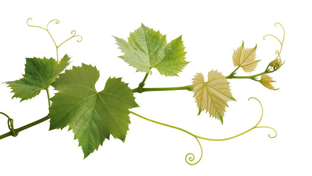 Green grape vine branch with leaves and tendrils, isolated on transparent background