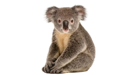 Fluffy grey koala sitting peacefully, isolated on transparent background © Maria