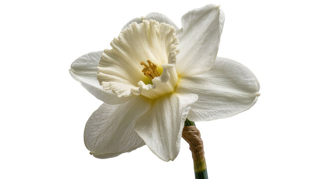 Delicate white daffodil flower with ruffled corona, isolated on transparent background