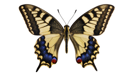Yellow and black butterfly with blue spots, isolated on transparent background © Maria