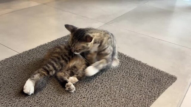 Domestic tabby cat grooming itself on floor mat