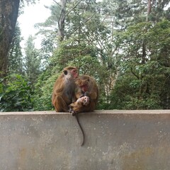 Mother monkey caring for baby in lush jungle background © Ella Halbreich