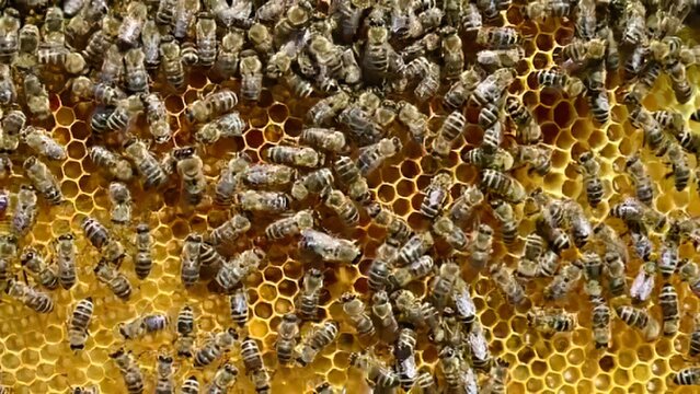 Close-up of honeybees on honeycomb in a hive