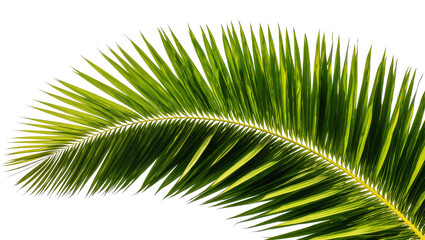 Fototapeta premium Curved green palm frond with sharp pointed leaves, isolated on transparent background