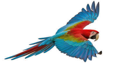 Vibrant red blue and yellow macaw parrot in flight, isolated on transparent background © Maria