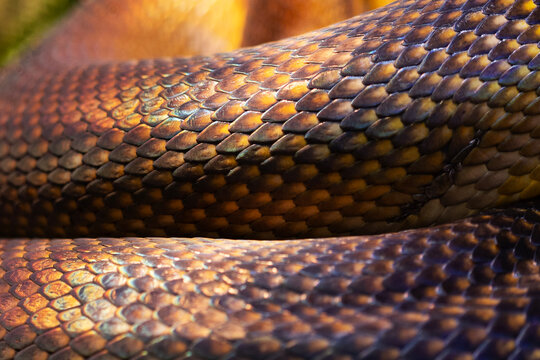 Reptilian skin close-up. Anthracite python. Multi-colored texture of the reptile skin pattern. A fragment of anthracite python skin for wallpaper or background.