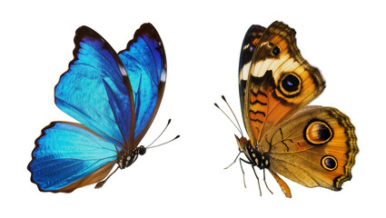 Vibrant blue morpho butterfly and brown eyed butterfly, isolated on transparent background © Maria