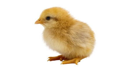 Fluffy yellow chick with orange beak and feet, isolated on transparent background © Maria