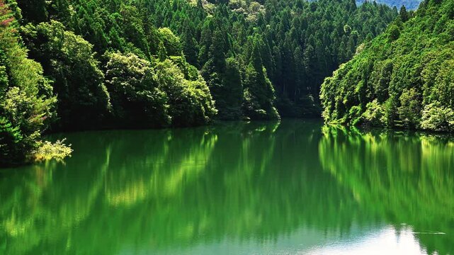新緑に包まれた森の中の池 (with sound)