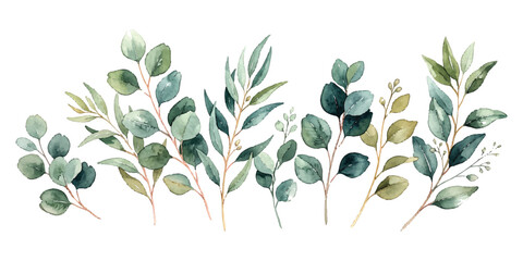 Watercolor eucalyptus branches and green leaves botanical illustration set ©  creative  marlia