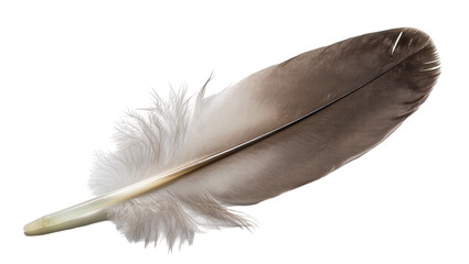 Delicate grey and white bird feather with fluffy barbs, isolated on transparent background © Maria