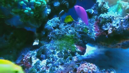 Colorful coral reef with fish and marine life underwater © Roberta