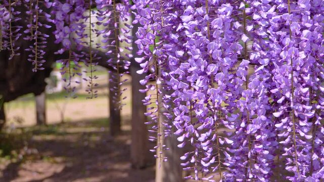 Slow-motion and close-up footage of violet wisteria blossoms gently swaying in the wind in the foreground.