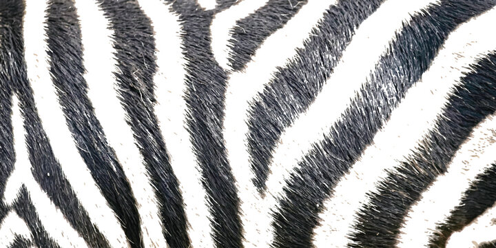 Close up view of black and white zebra fur pattern texture