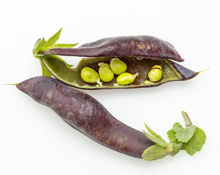 Dark purple pea pod split open