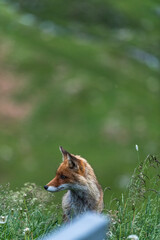 Fototapeta premium Wildlife Encounter on Transfagarasan Highway in Romania