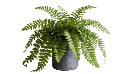 Lush green fern plant in a textured gray pot, isolated on transparent background © Ruslan