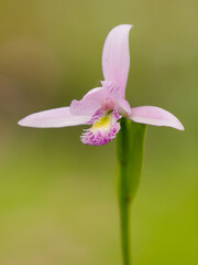 Sumpforchidee (Pogonia ophioglossoides) © Winfried Rusch