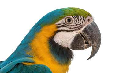 Blue and yellow macaw parrot head profile, isolated on transparent background © Alexa