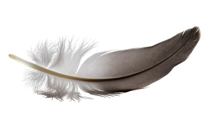 Delicate grey and white bird feather with soft downy barbs, isolated on transparent background © Ruslan