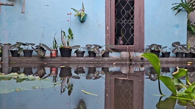 view of a tranquil pond featuring Alocasia plants or elephant ear plant growing in pots along the edge of the pond wall