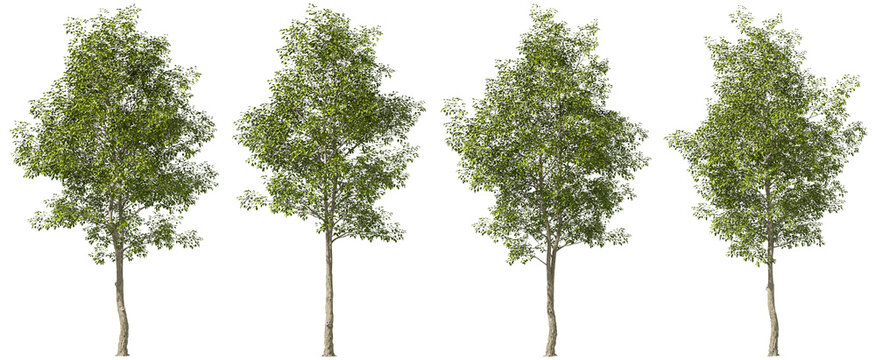 Environmental green trees landscaped set on transparent backgrounds 3d render png