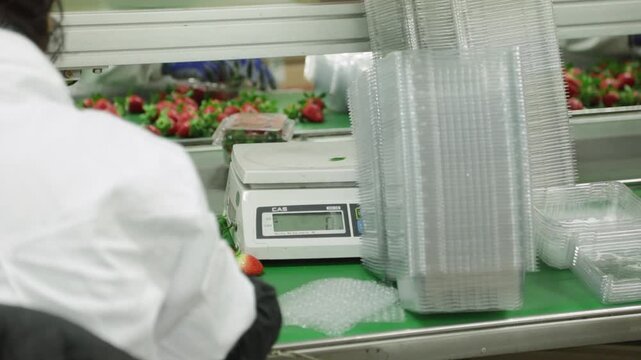 딸기농장포장작업투명플라스틱박스(과일+저울+측정+판매+유통+포장)