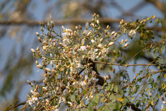 A close-up view of delicate white flowers blooming on a tree branch against a soft blue.