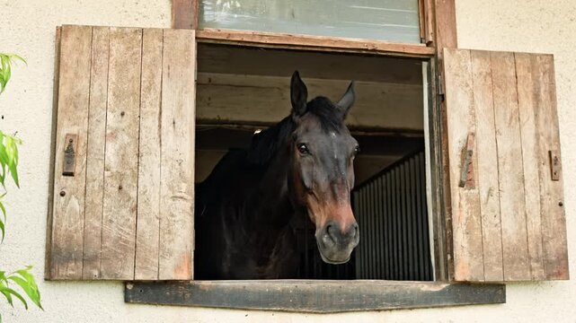 A horse stands at the window of a barn, peering outside. The wooden shutters are open, and the barn shows a rustic design. Sunlight enters the space.
